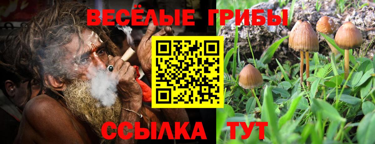 Псилоцибиновые грибы Psilocybe Железноводск